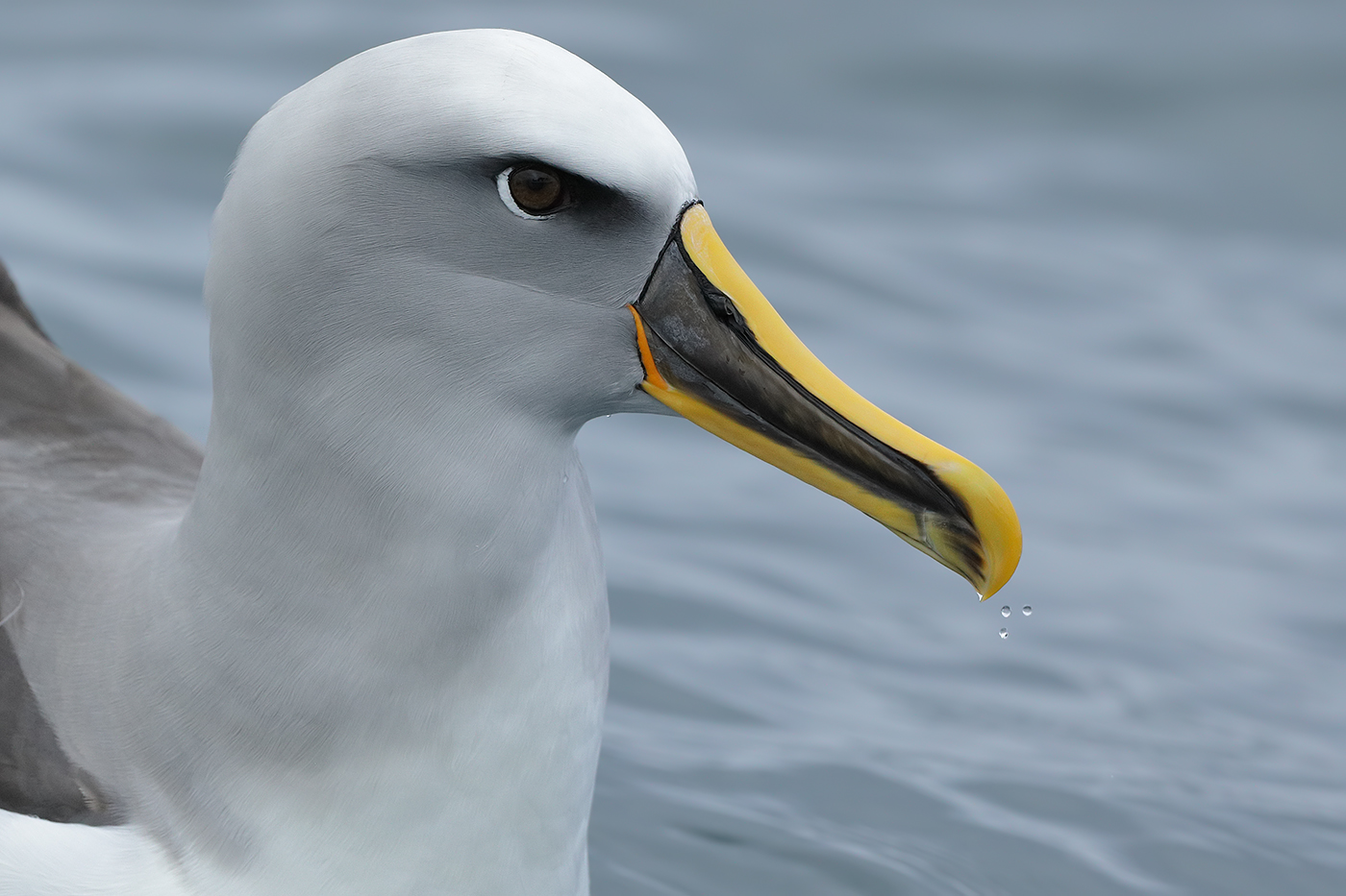 Buller's Albatross (Image ID 30535)