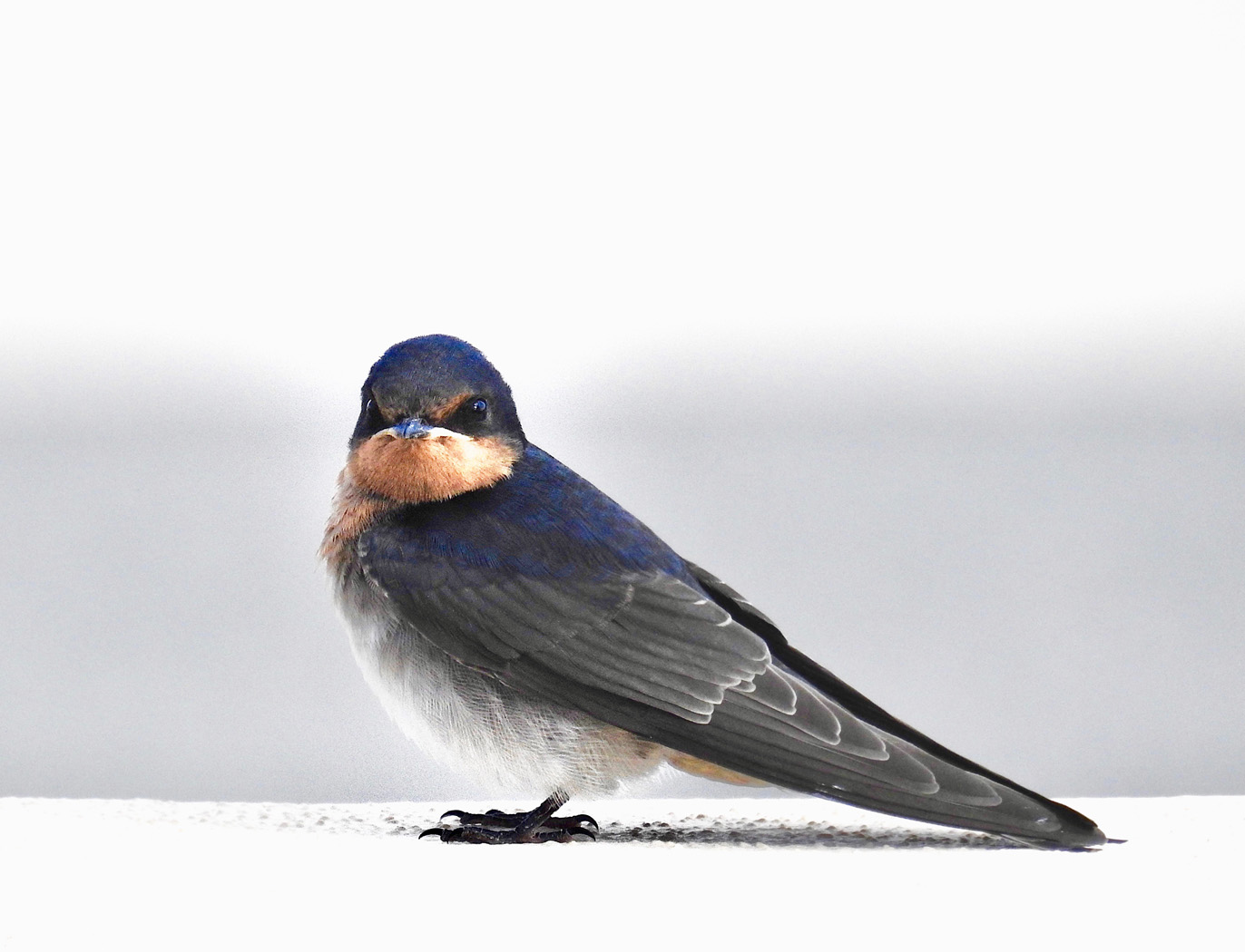 Welcome Swallow (Image ID 30672)