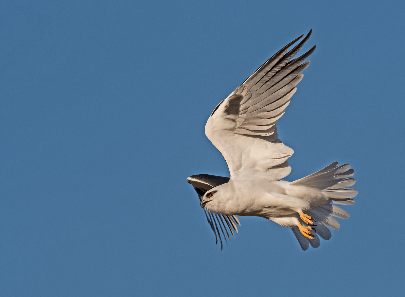 Black-shouldered Kite (Image ID 30694)