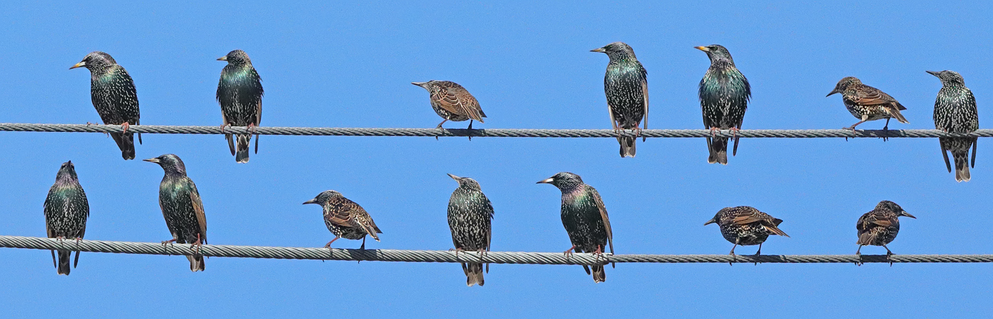 Common Starling (Image ID 30731)
