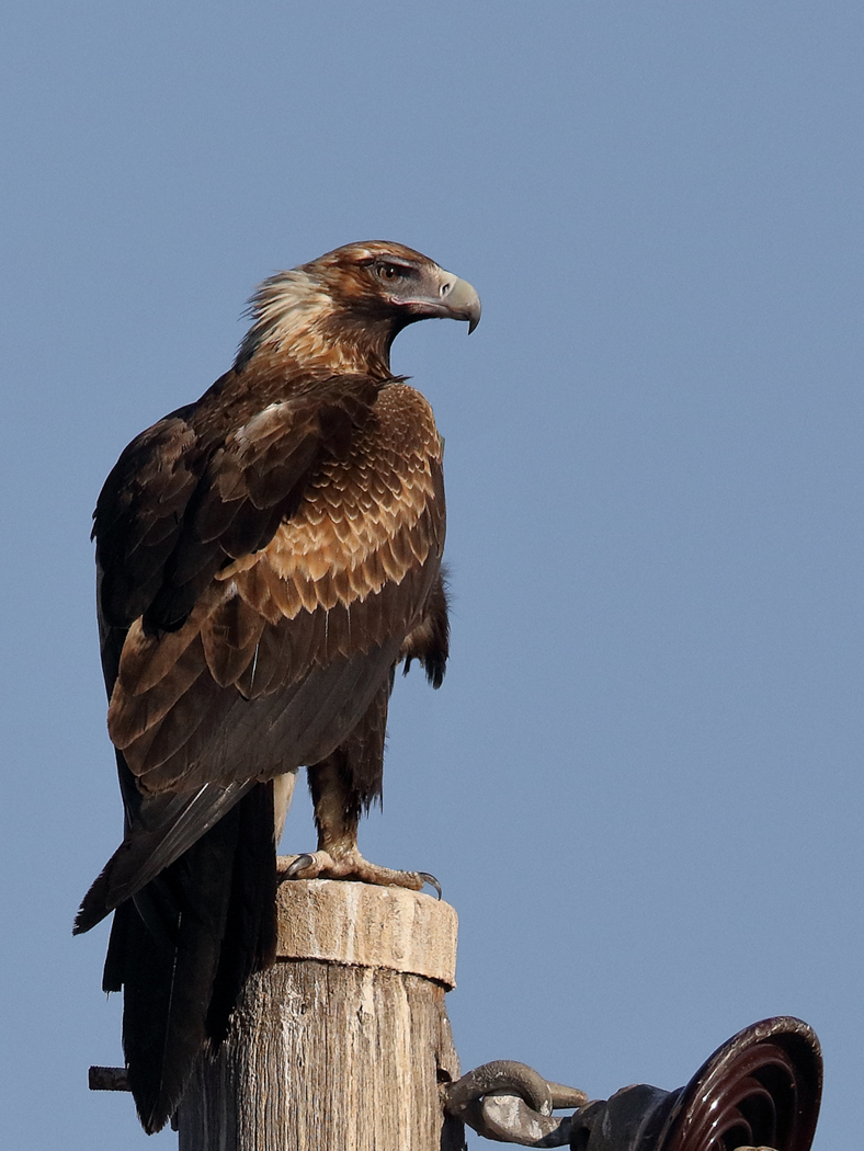 Wedge-tailed Eagle (Image ID 30788)
