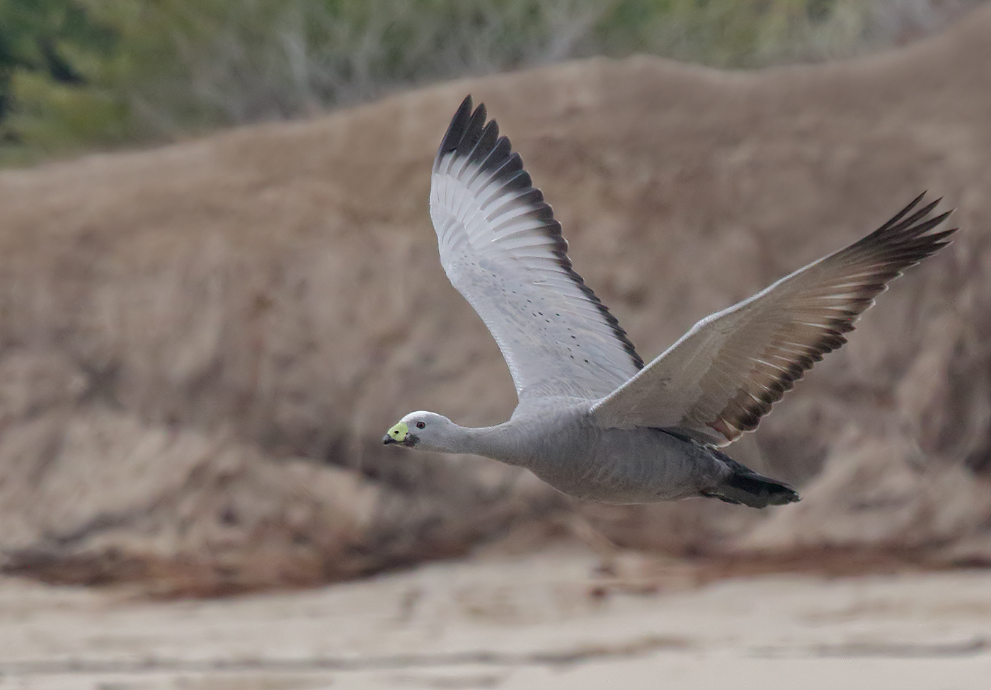Cape Barren Goose (Image ID 30973)