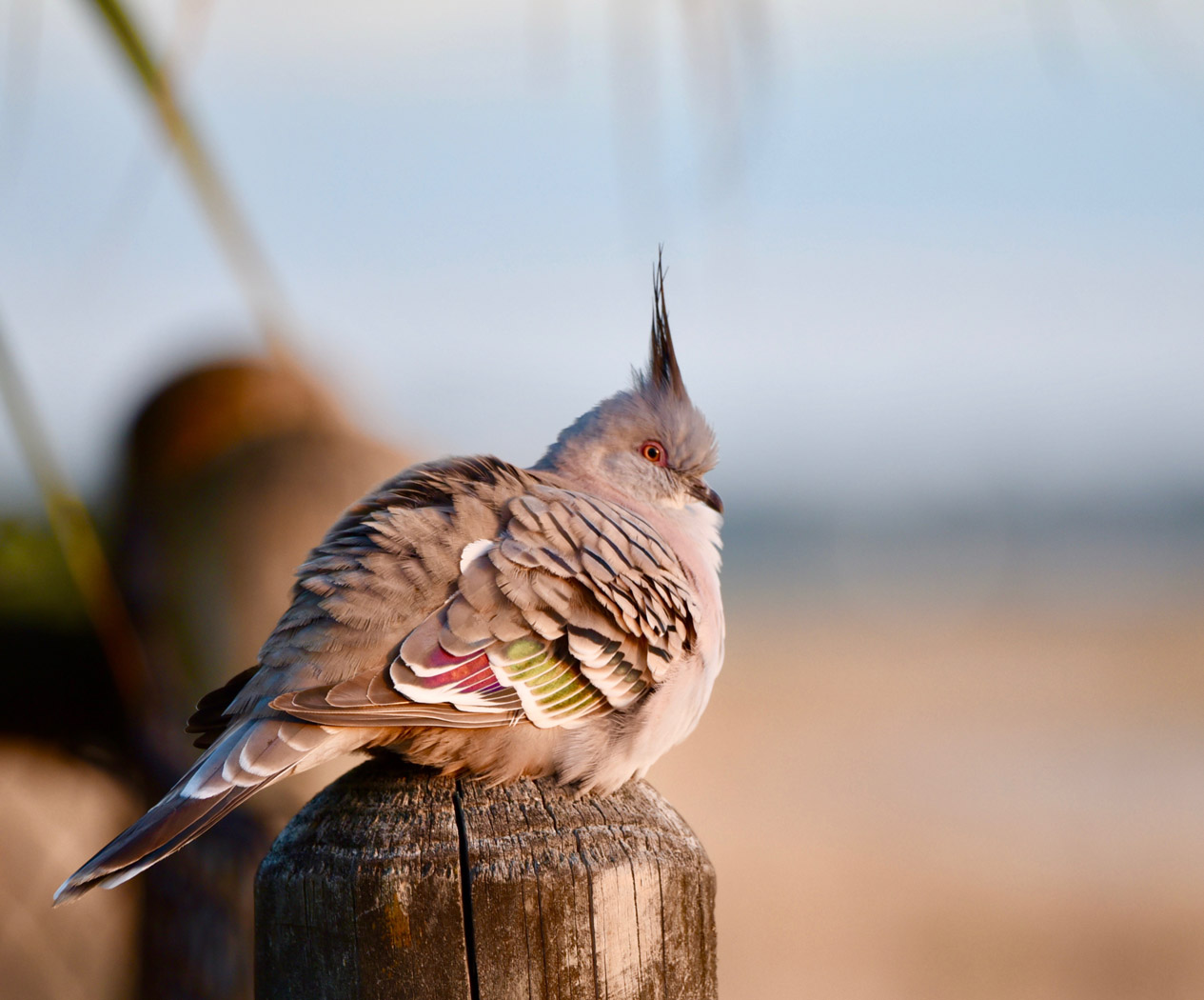 Crested Pigeon (Image ID 30950)