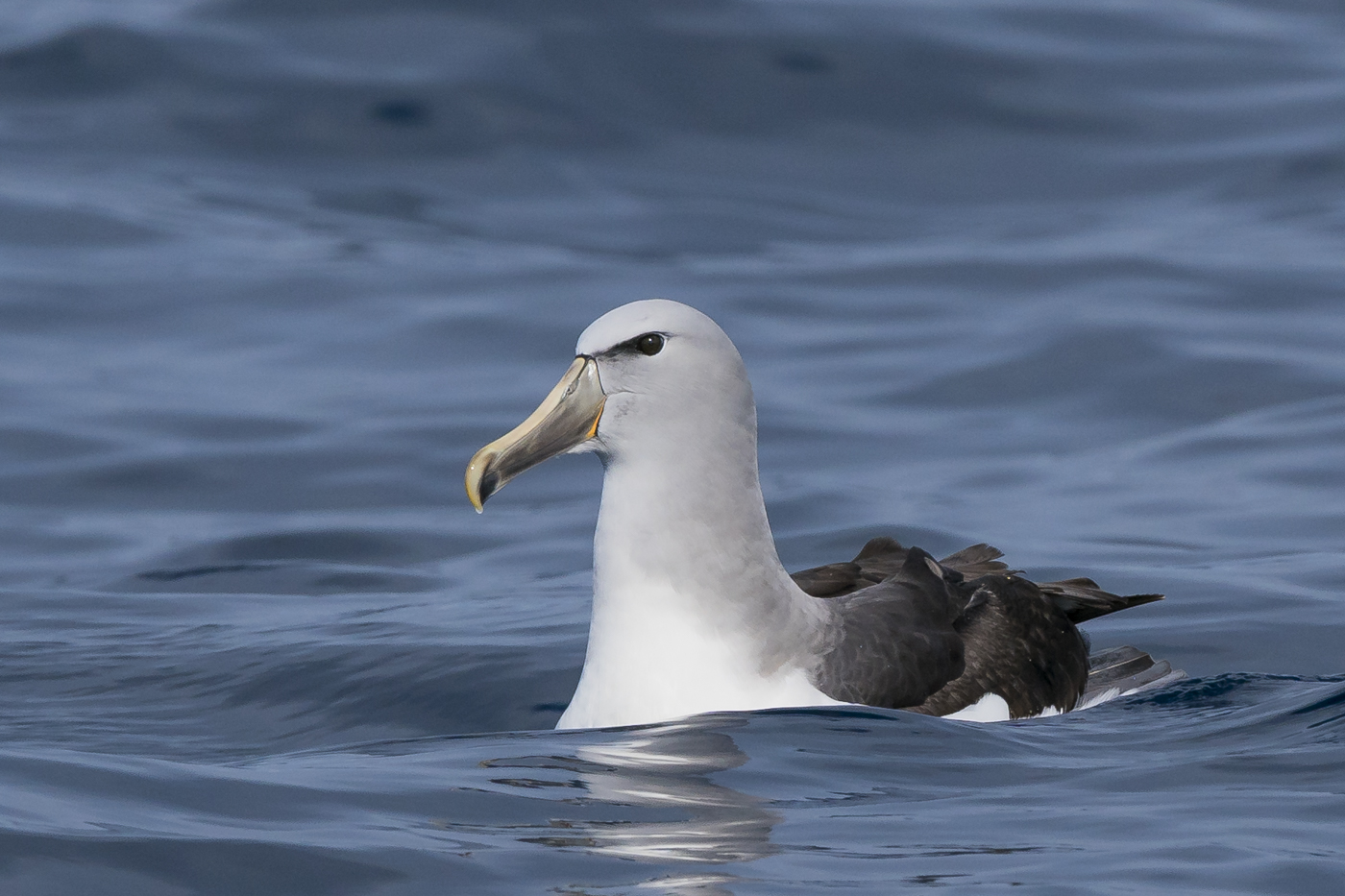 Salvin's Albatross (Image ID 30951)