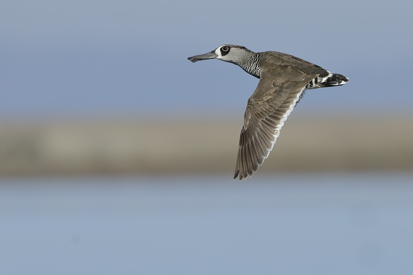 Pink-eared Duck (Image ID 30844)
