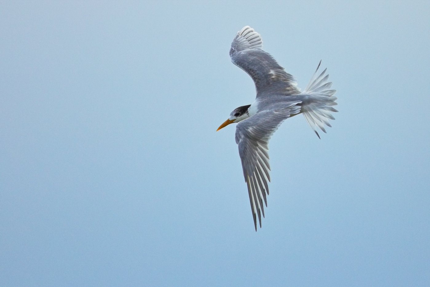 Greater Crested Tern (Image ID 30860)