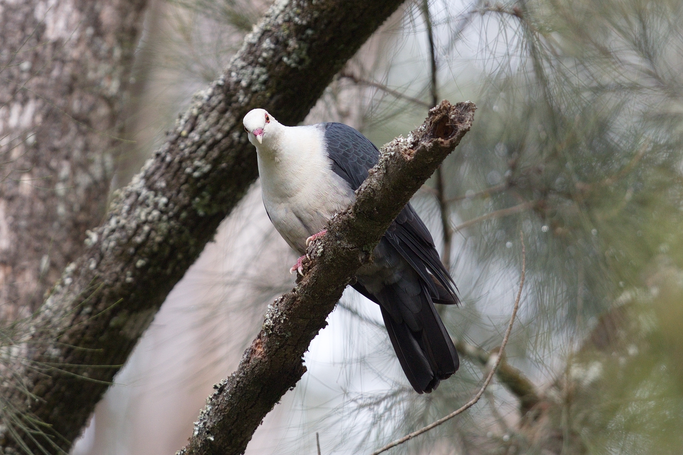 White-headed Pigeon (Image ID 30900)