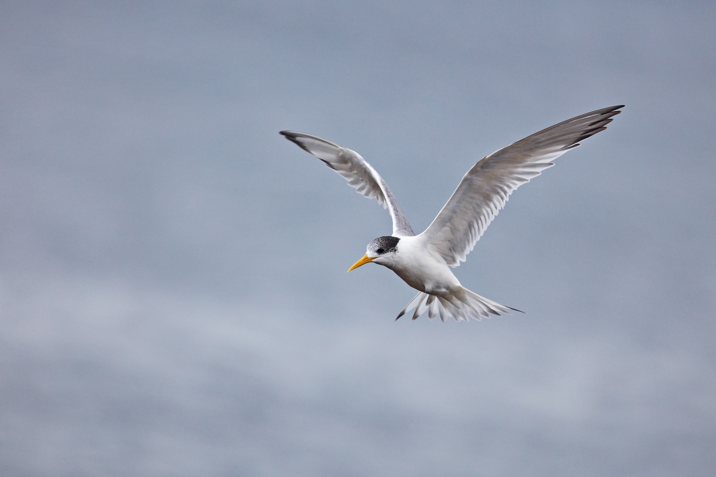 Greater Crested Tern (Image ID 30859)
