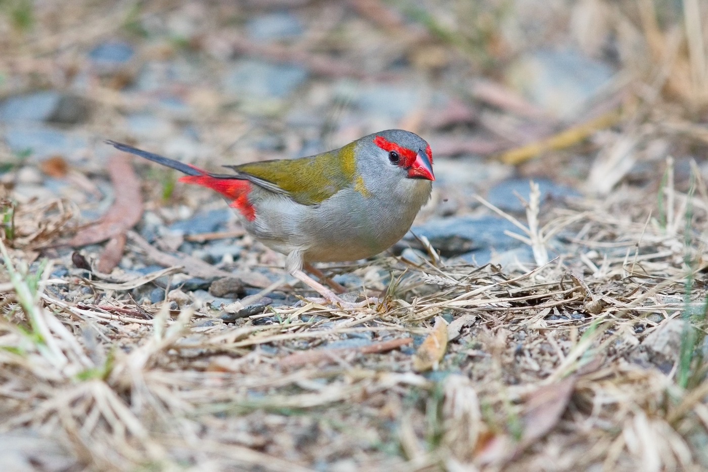 Red-browed Finch (Image ID 30911)