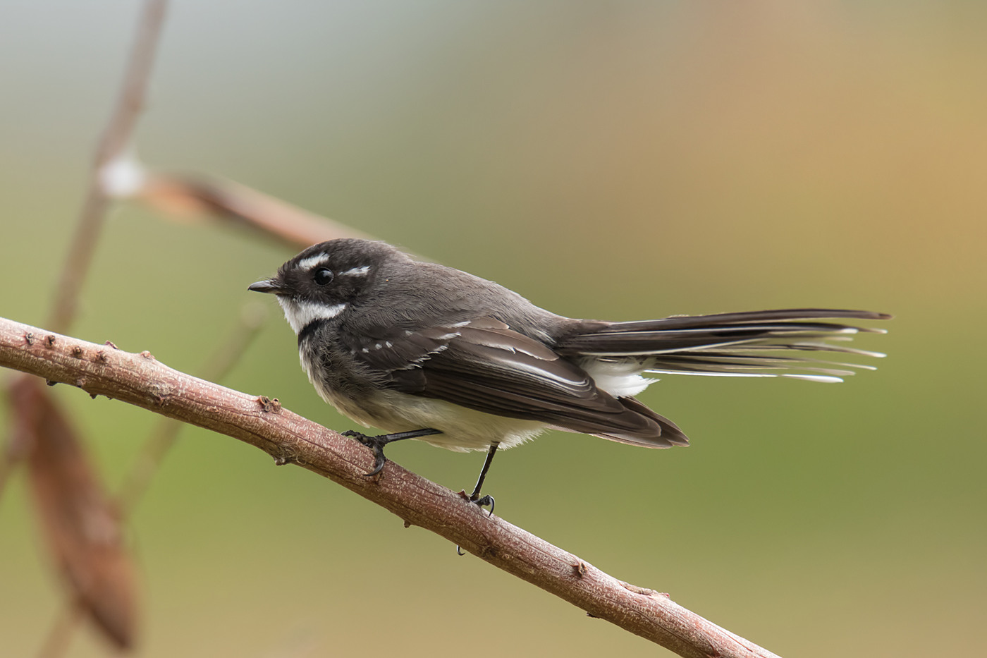Grey Fantail (Image ID 30813)
