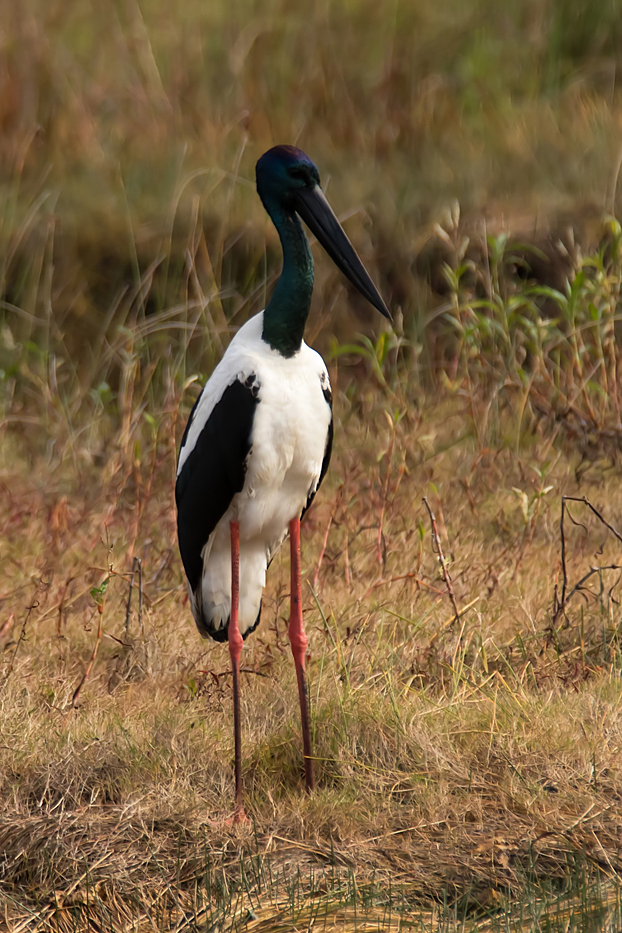 Black-necked Stork (Image ID 31006)