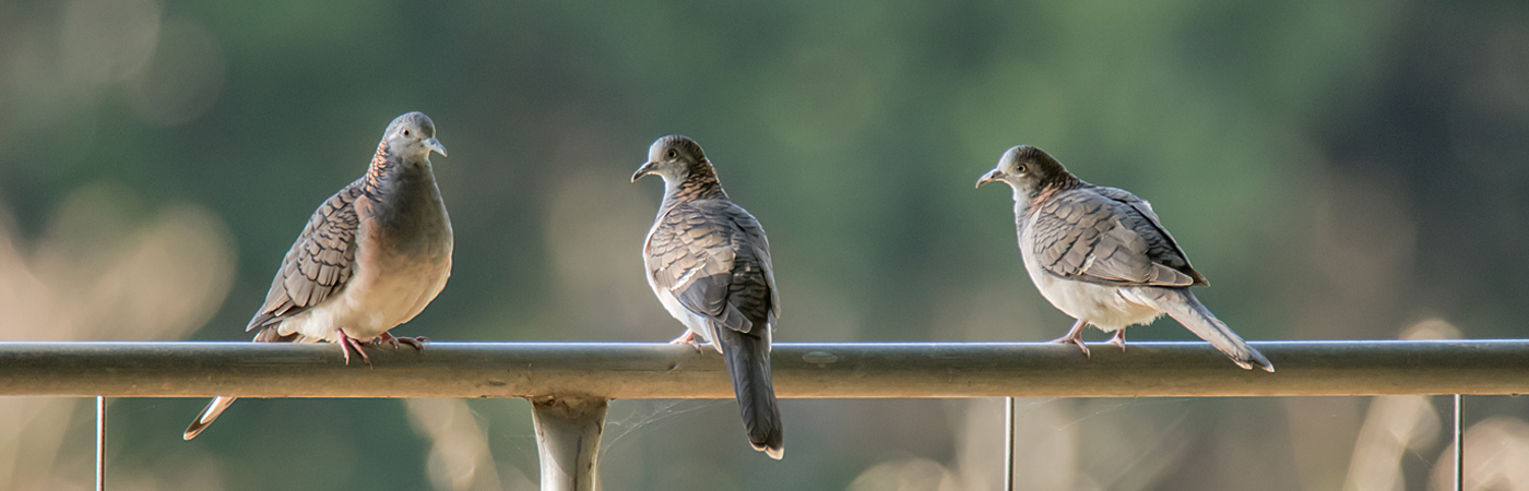 Bar-shouldered Dove (Image ID 31003)