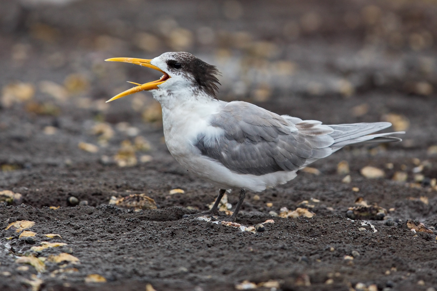 Greater Crested Tern (Image ID 30858)