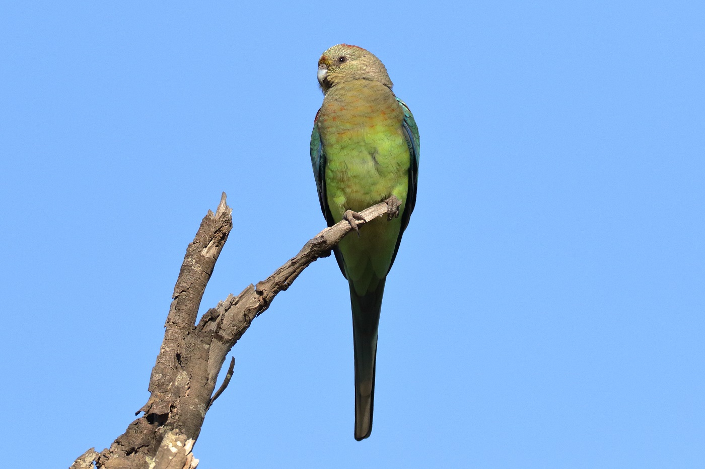 Mulga Parrot (Image ID 30999)