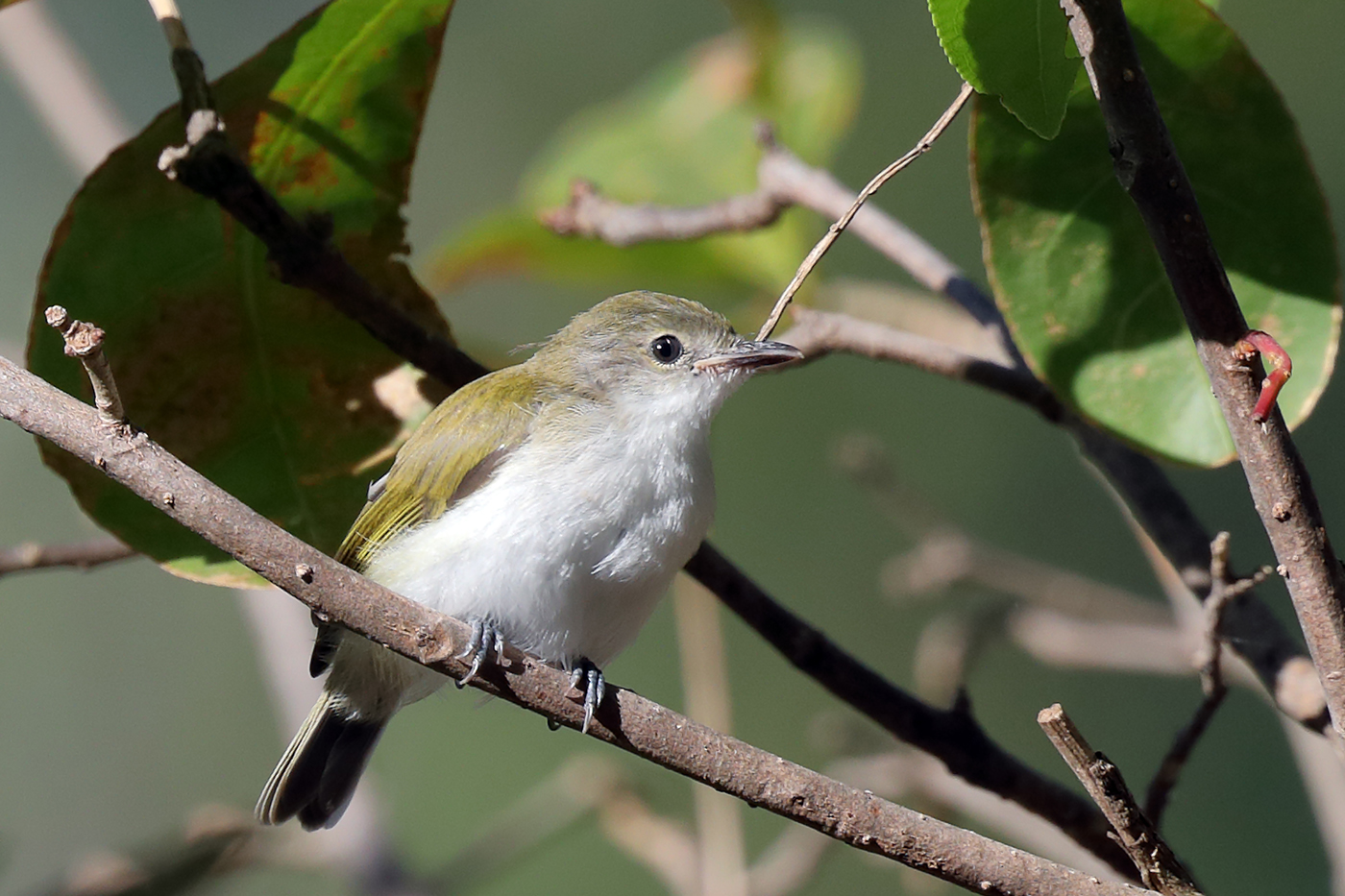 Green-backed Gerygone (Image ID 30886)