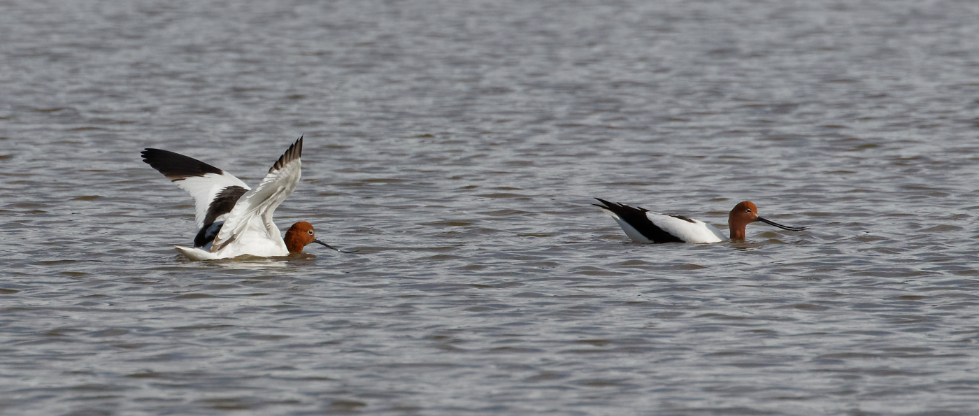 Red-necked Avocet (Image ID 30998)