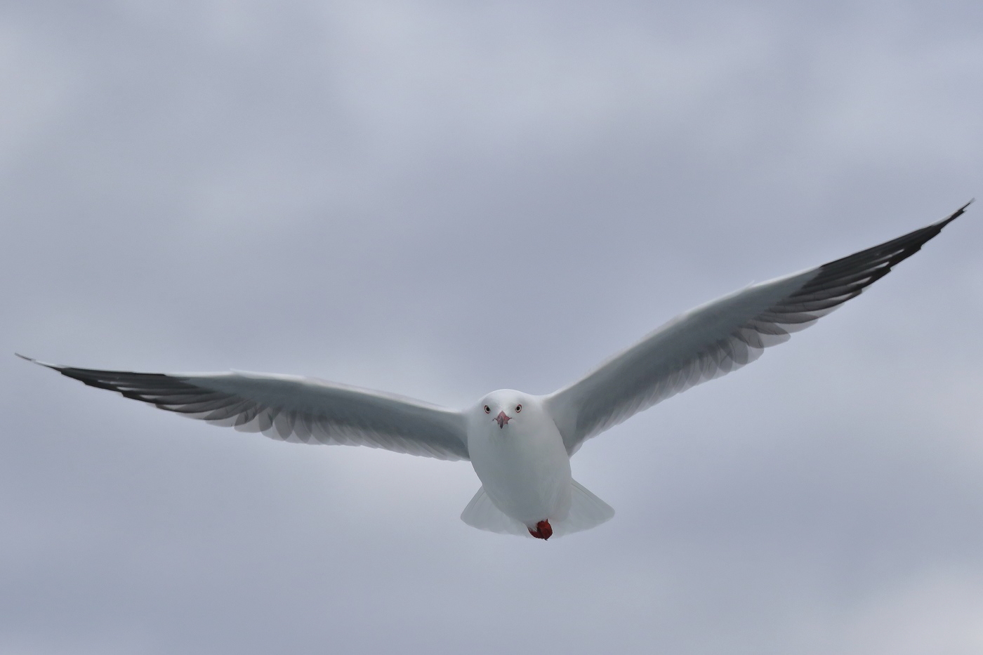 Silver Gull (Image ID 31002)