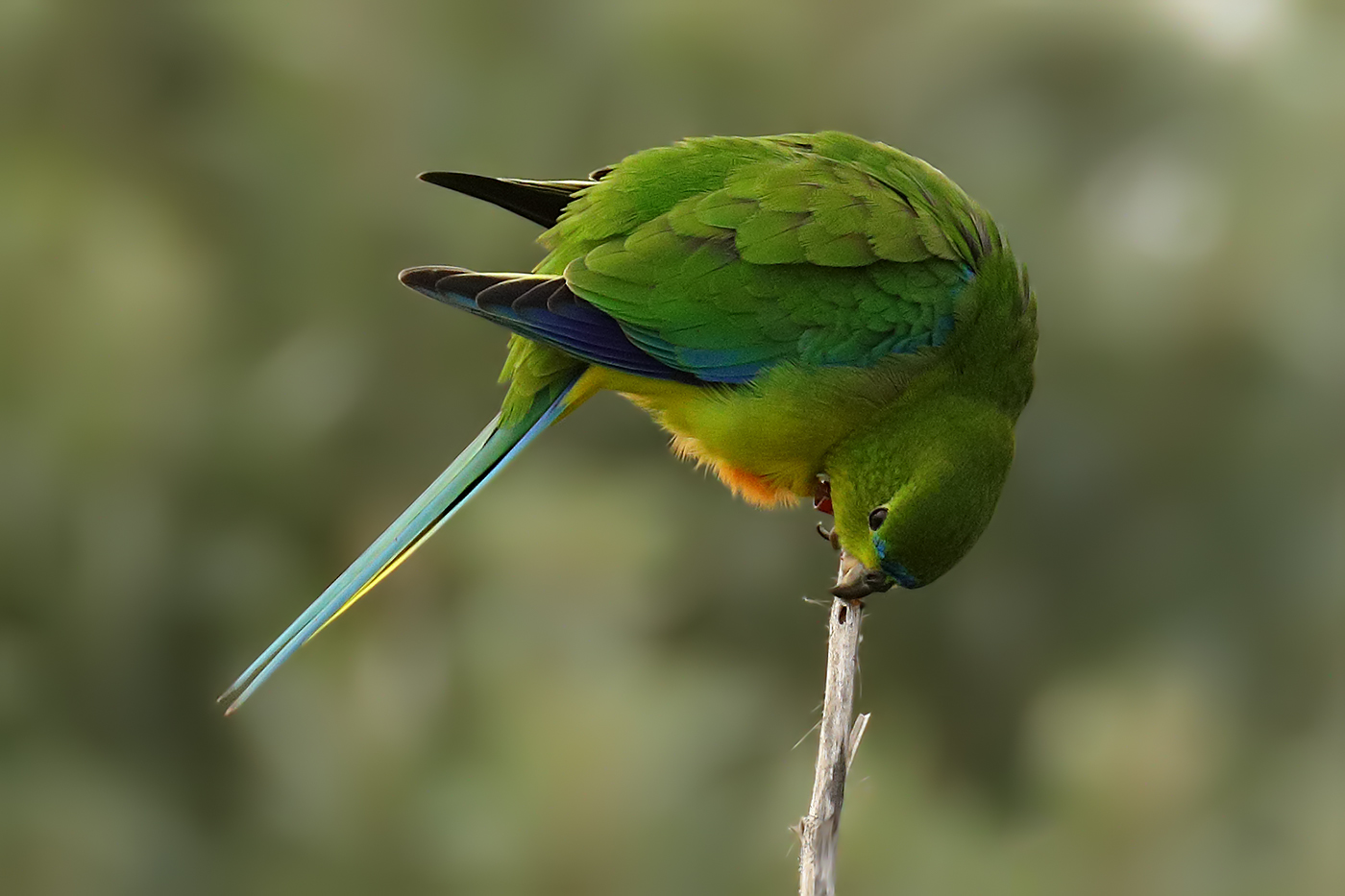 Orange-bellied Parrot (Image ID 30993)