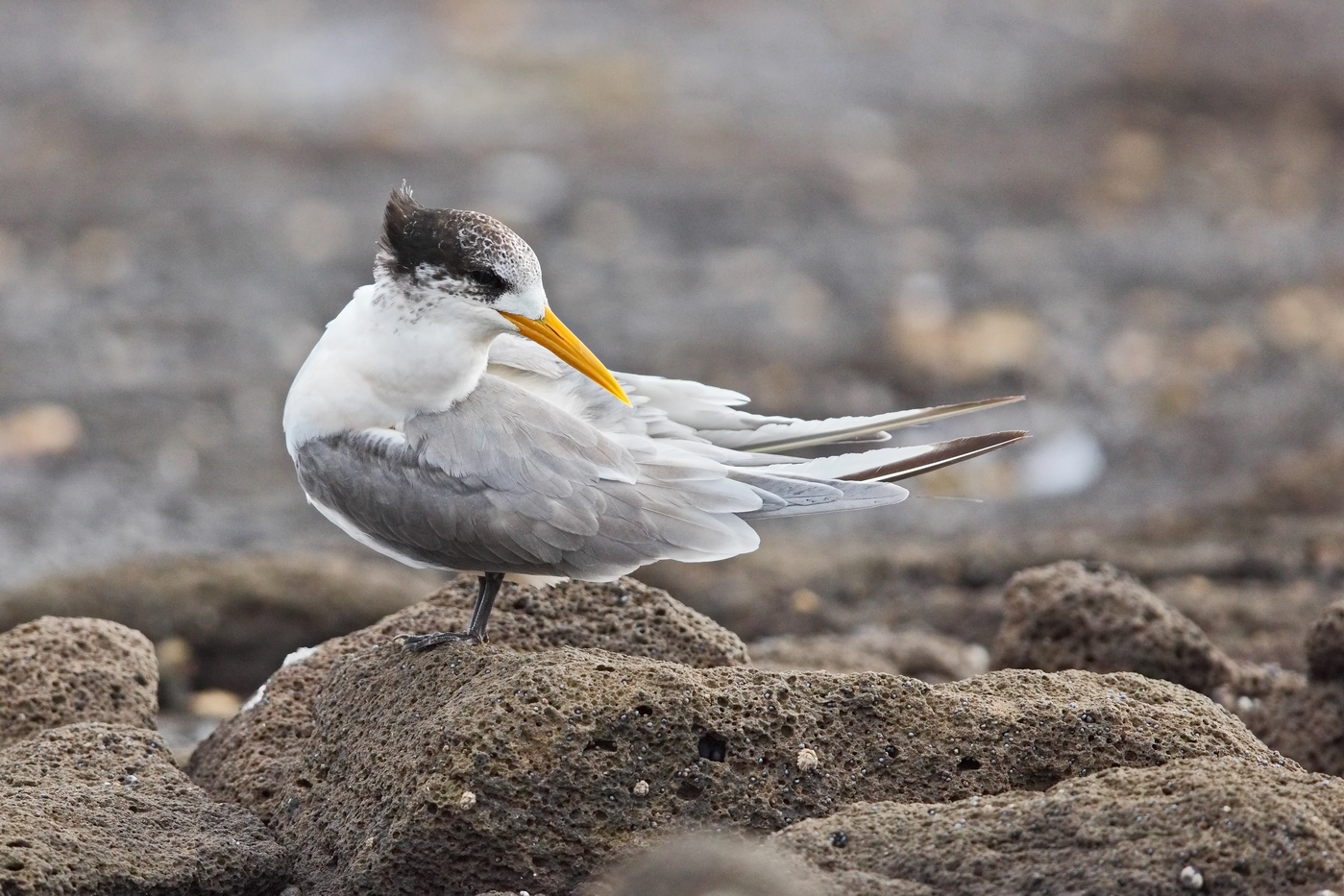 Greater Crested Tern (Image ID 30960)
