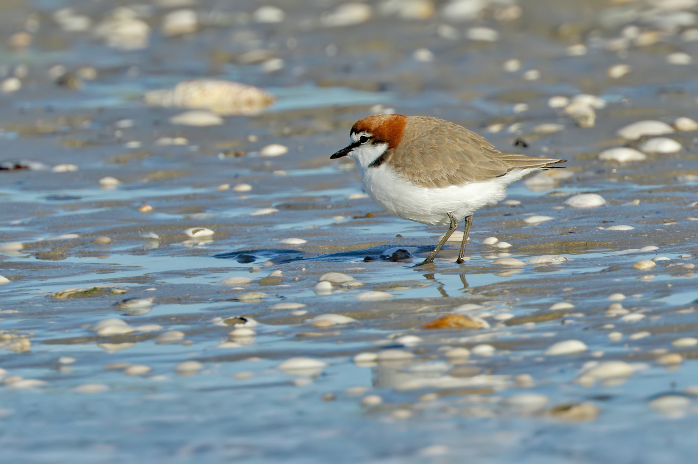Red-capped Plover (Image ID 30864)