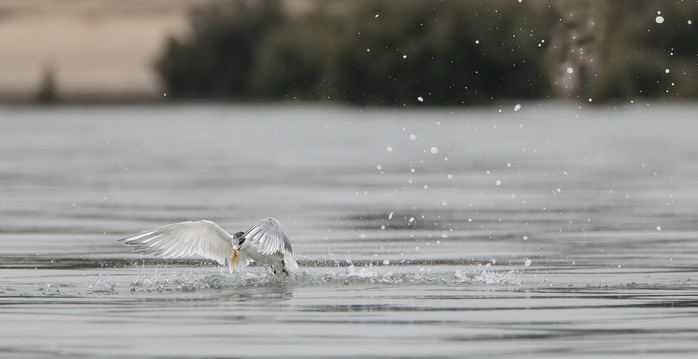 Greater Crested Tern (Image ID 30982)