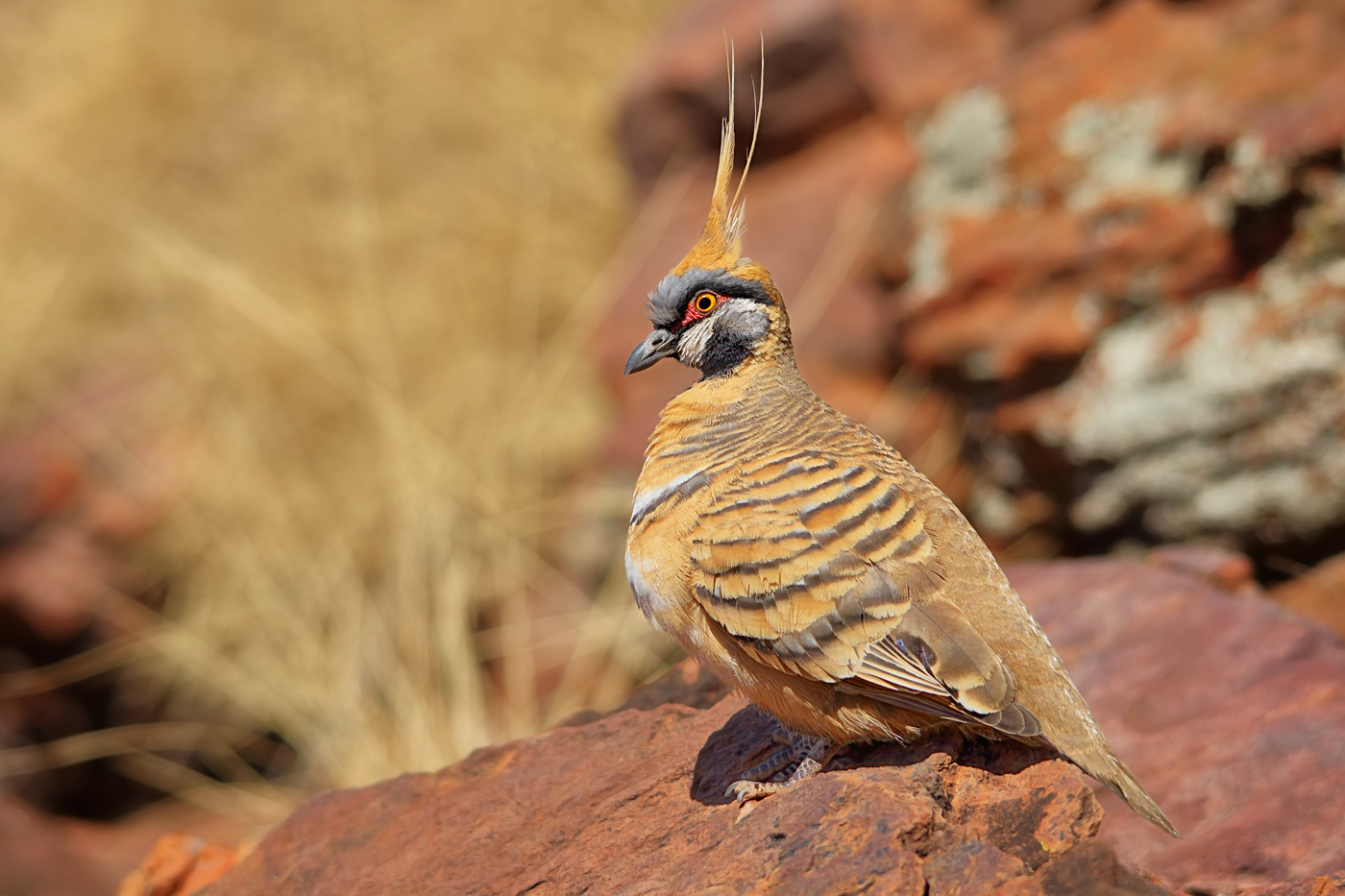 Spinifex Pigeon (Image ID 30884)