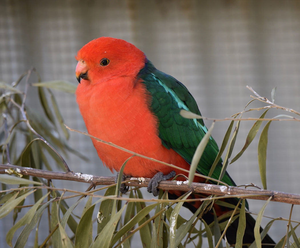 Australian King-Parrot (Image ID 31177)
