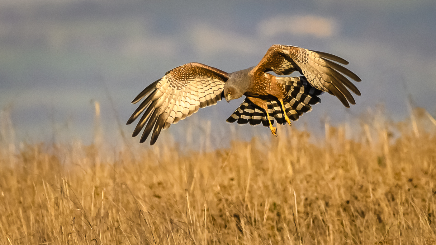 Spotted Harrier (Image ID 31116)