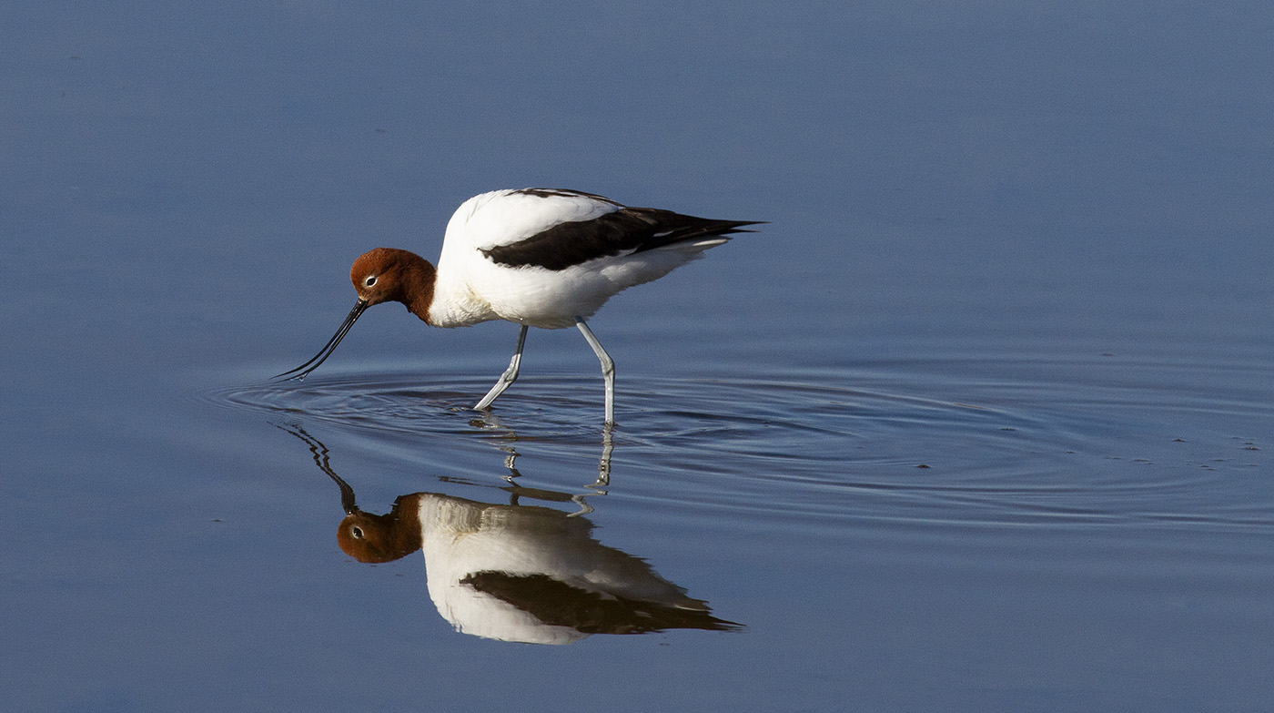 Red-necked Avocet (Image ID 31014)