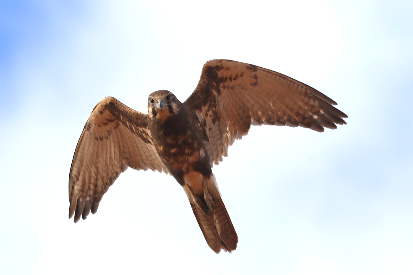 Brown Falcon (Image ID 31205)