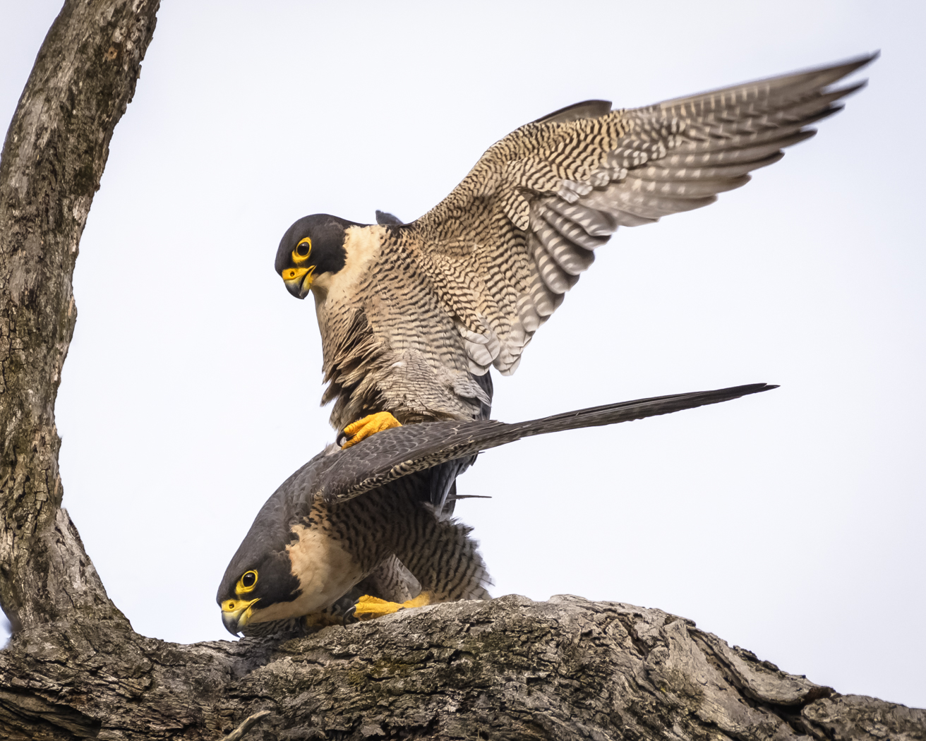 Peregrine Falcon (Image ID 31255)
