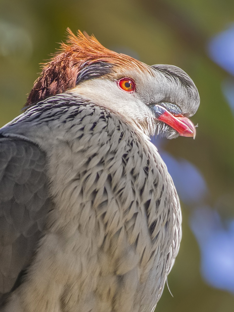 Topknot Pigeon (Image ID 31089)