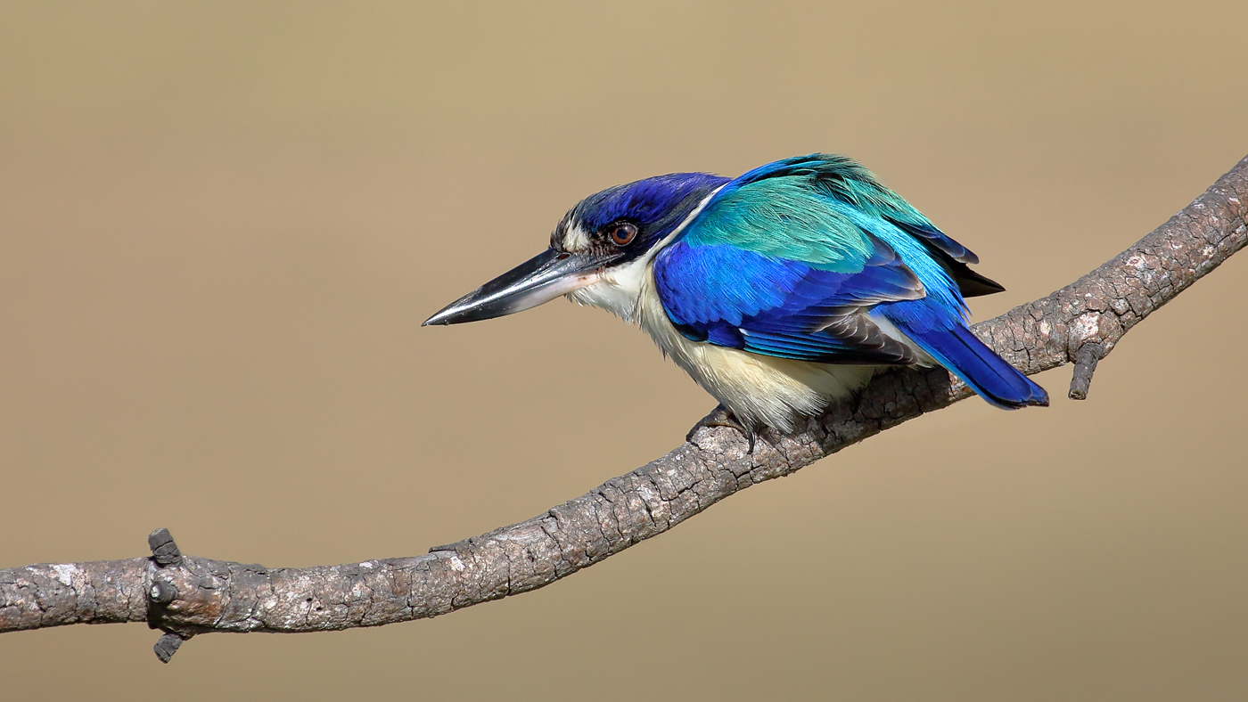 Forest Kingfisher (Image ID 31090)