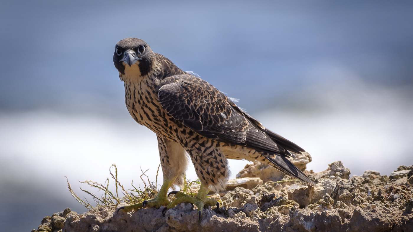 Peregrine Falcon (Image ID 31064)