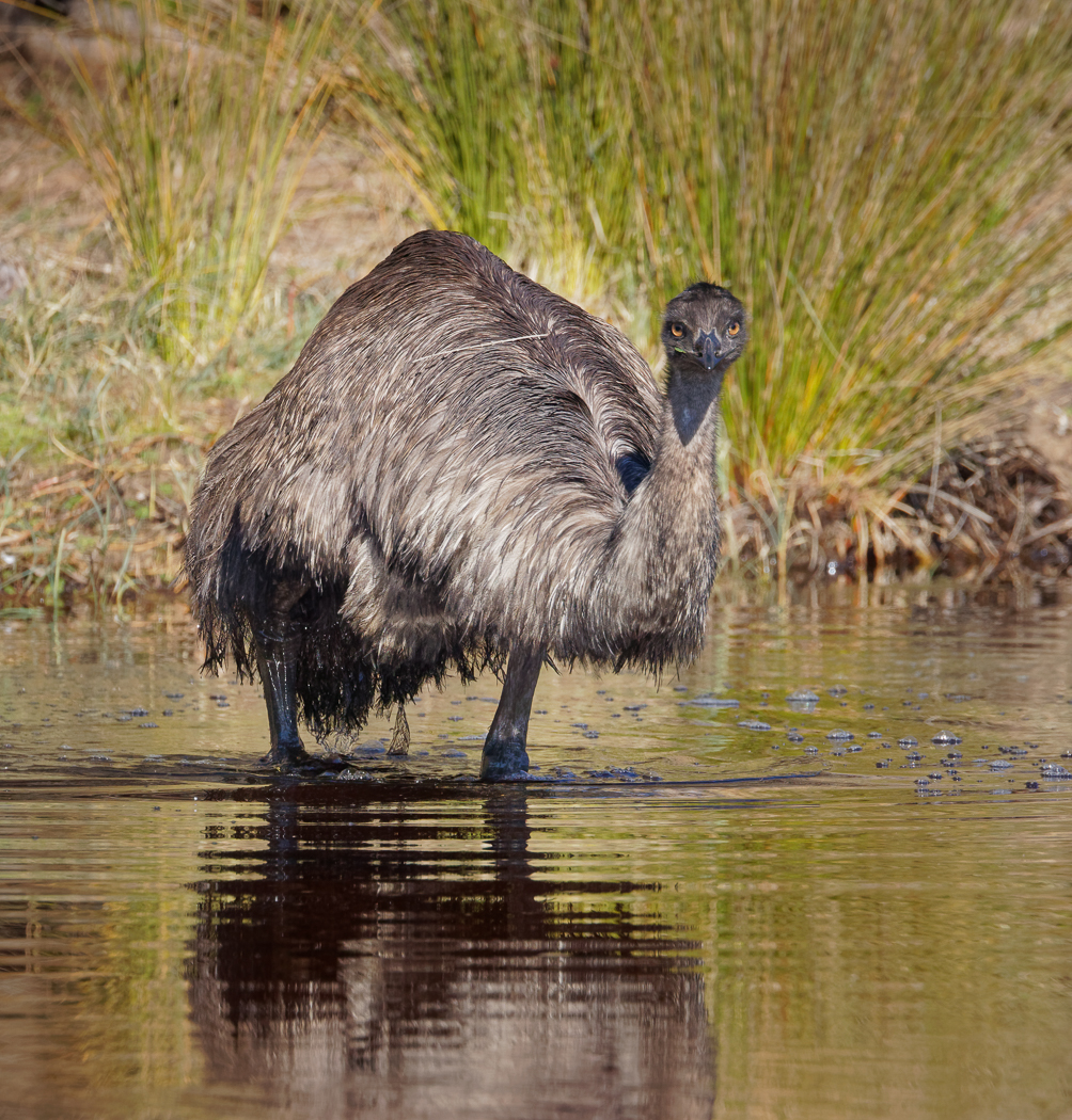 Emu (Image ID 31237)