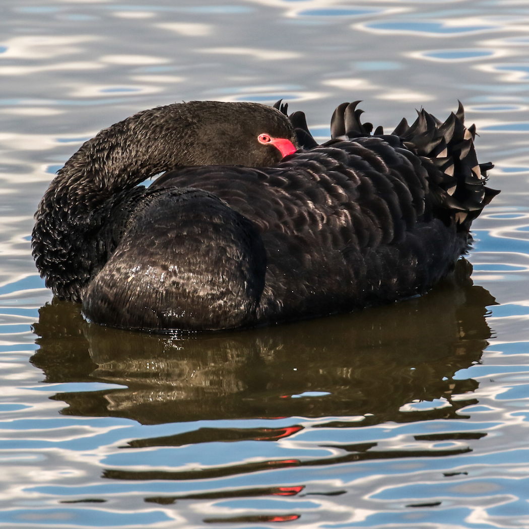 Black Swan (Image ID 31127)