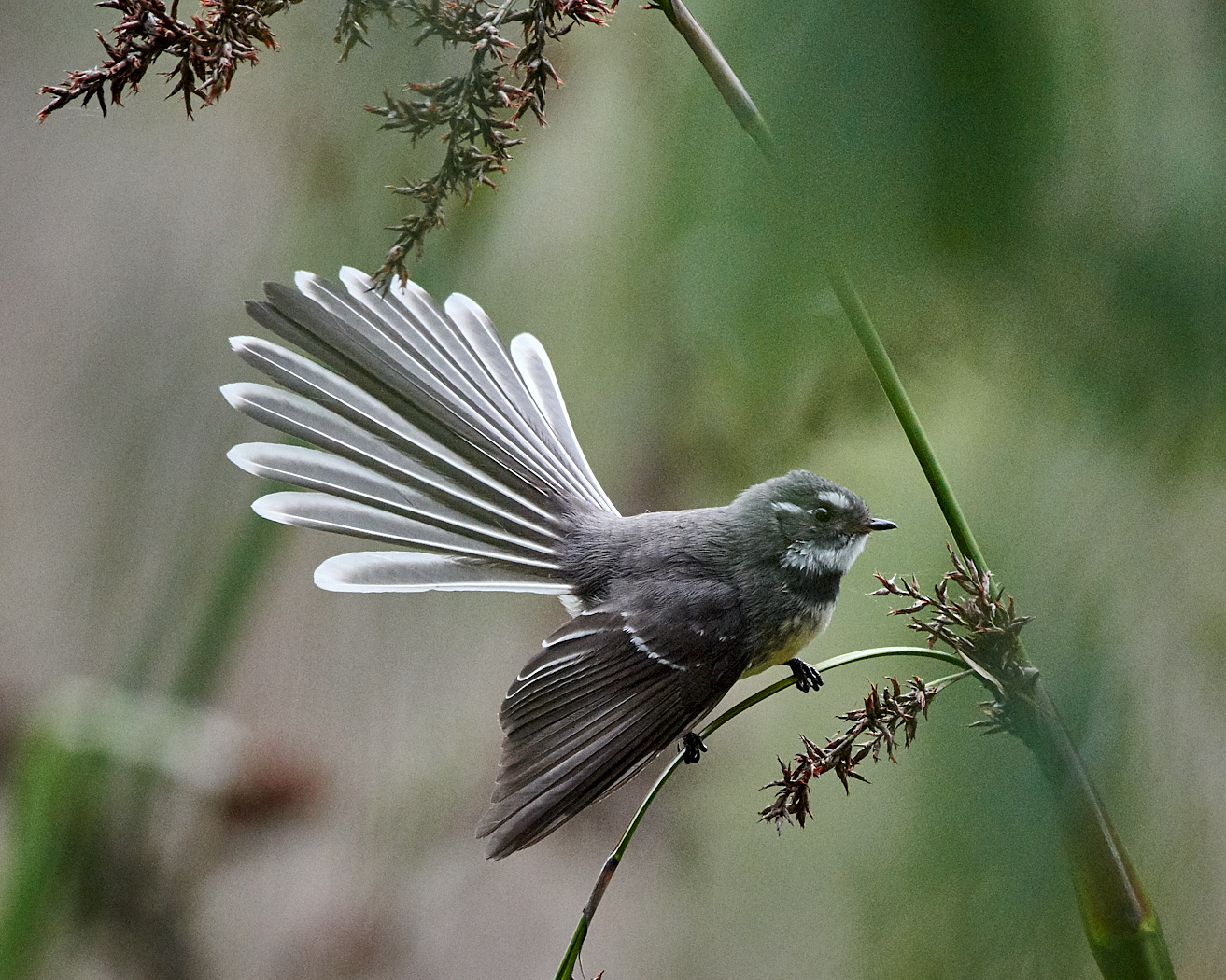 Grey Fantail (Image ID 31015)