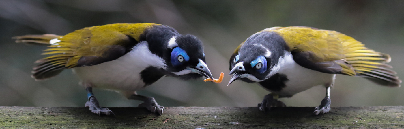 Blue-faced Honeyeater complex (Image ID 31236)