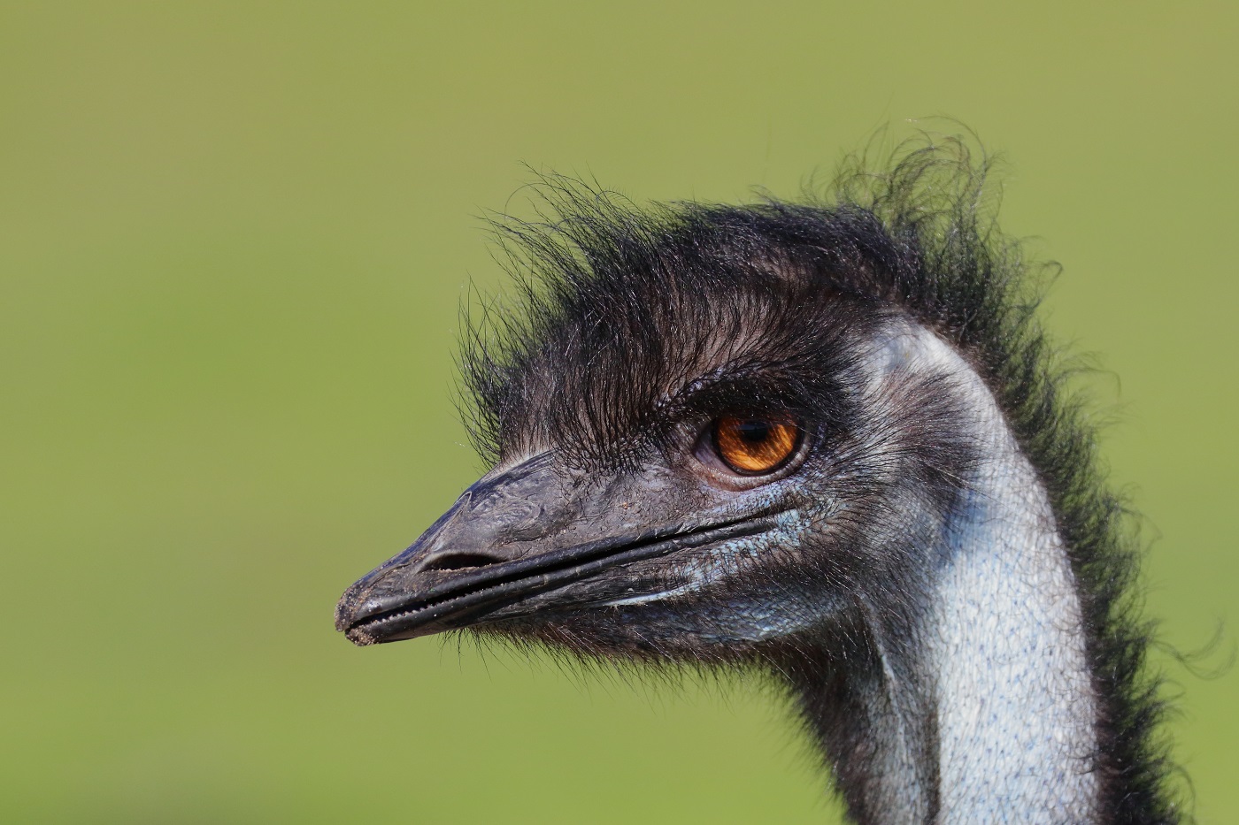 Emu (Image ID 31078)