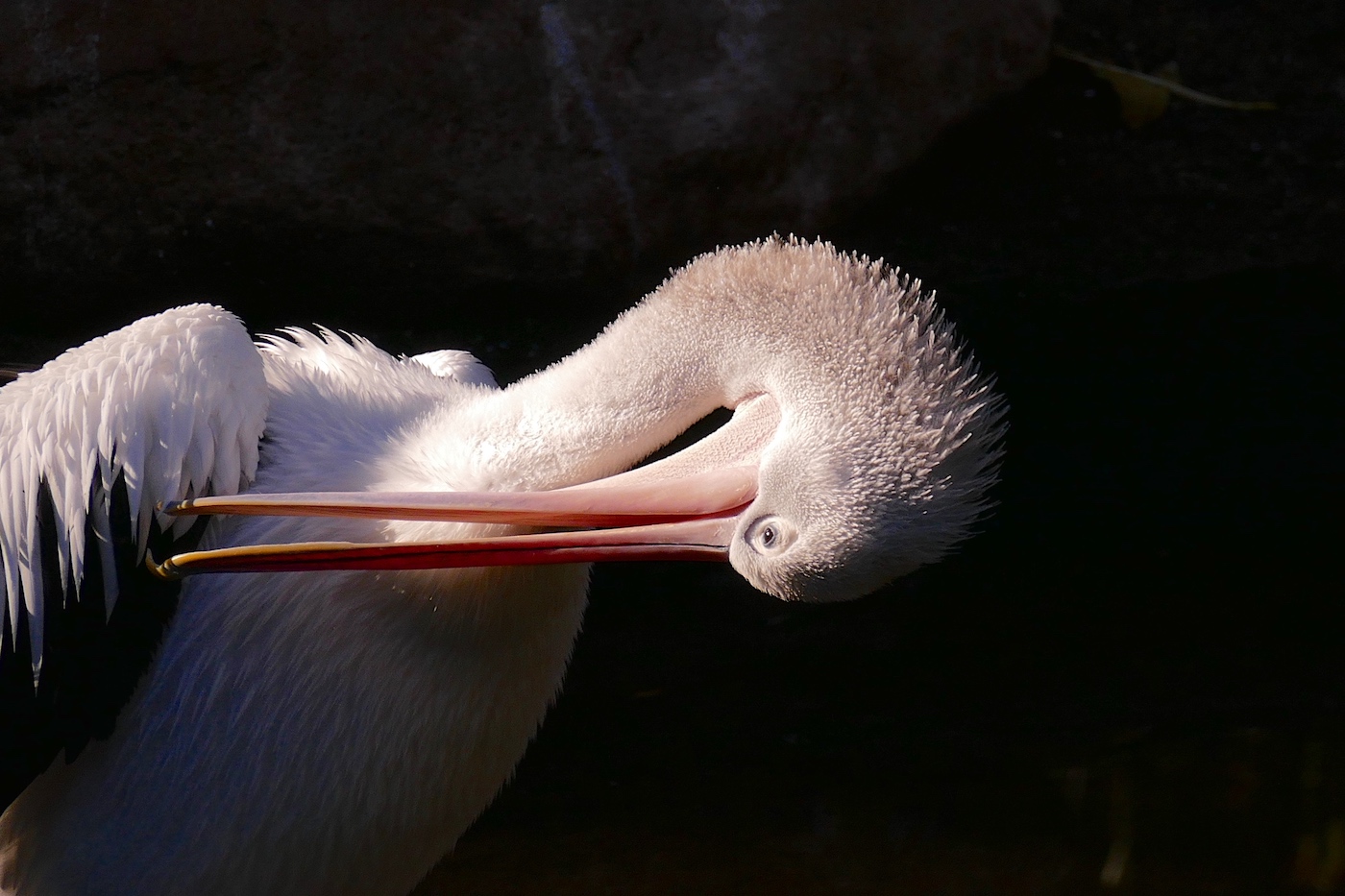 Australian Pelican (Image ID 31133)