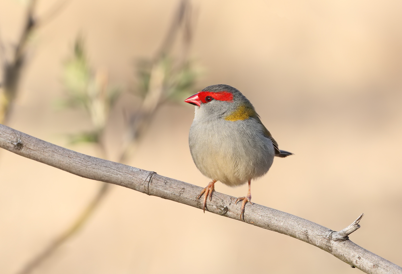 Red-browed Finch (Image ID 31028)