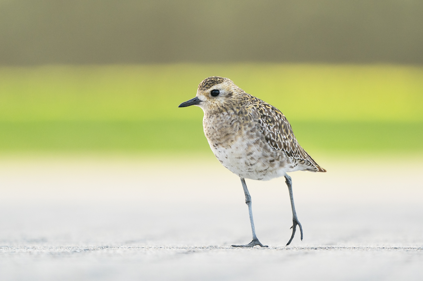 Pacific Golden Plover (Image ID 31082)