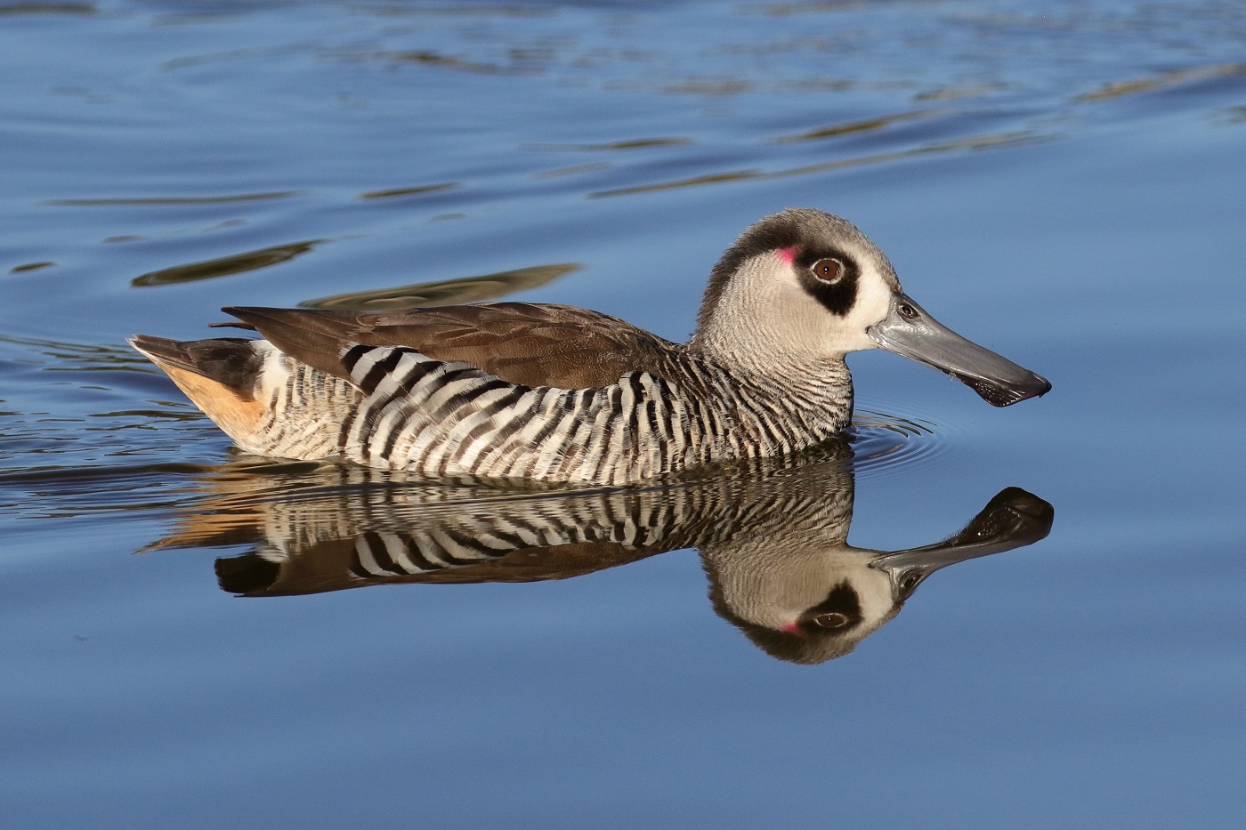 Pink-eared Duck (Image ID 31076)