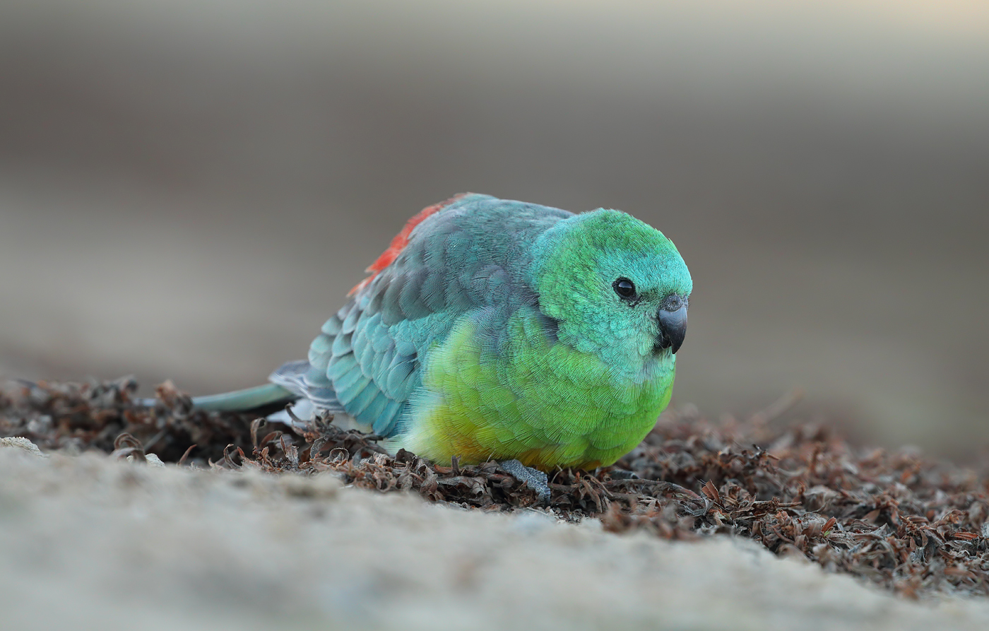 Red-rumped Parrot (Image ID 31147)