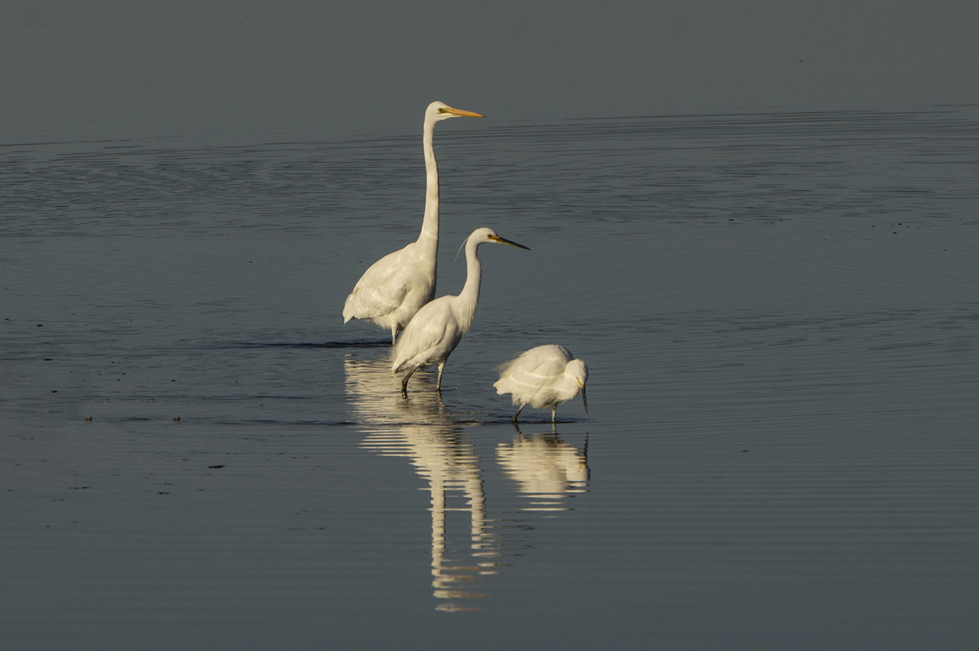 Great Egret,Little Egret (Image ID 31100)