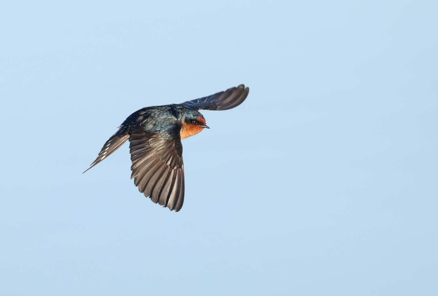 Welcome Swallow (Image ID 31092)