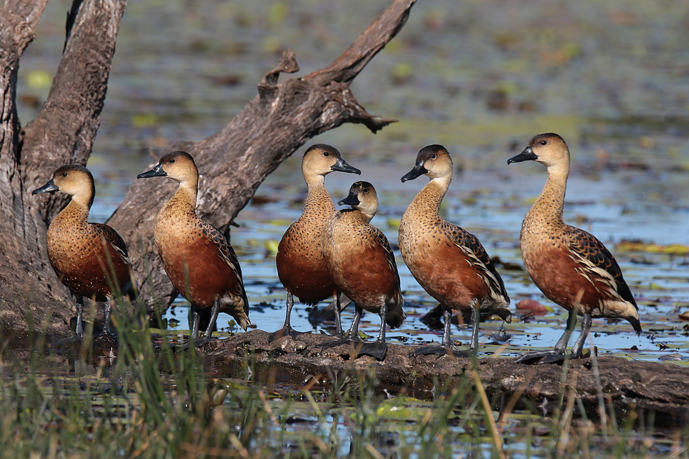 Wandering Whistling-Duck (Image ID 31176)