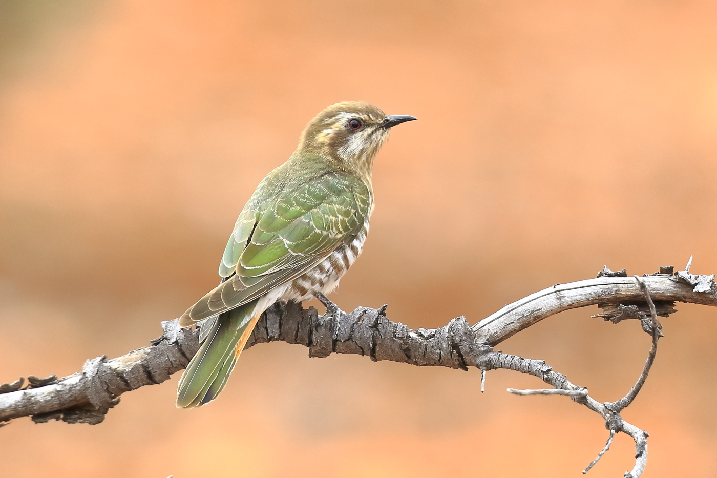Horsfield's Bronze-Cuckoo (Image ID 31109)