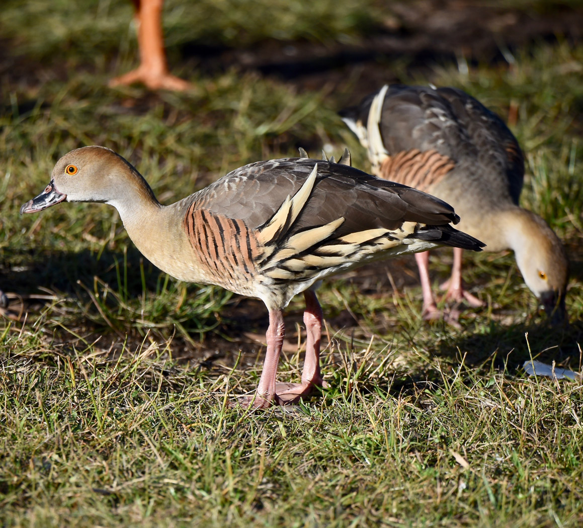 Plumed Whistling-Duck (Image ID 31065)