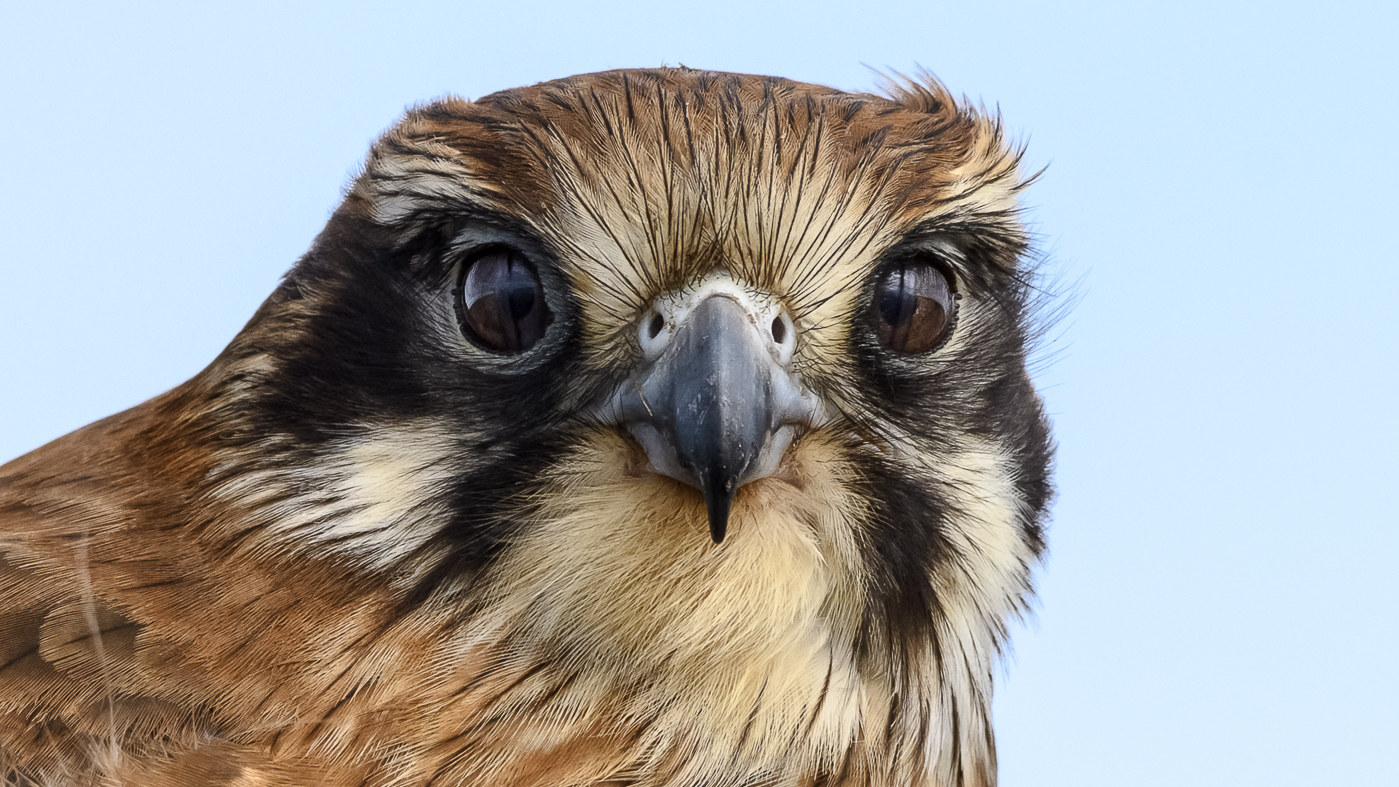 Brown Falcon (Image ID 31362)